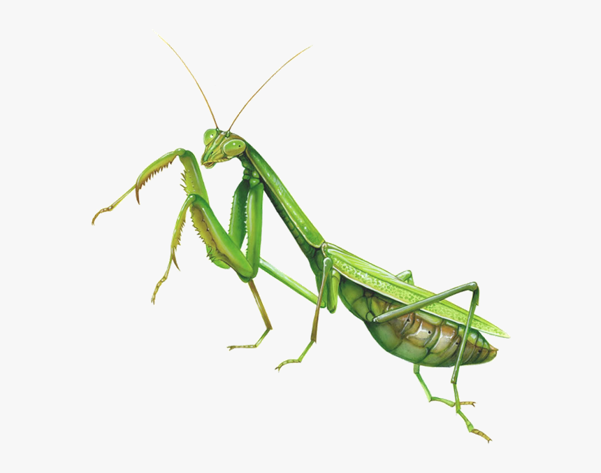 Praying Mantis Clip Art Free Clipart Panda Free Clipart Images - Clip ...