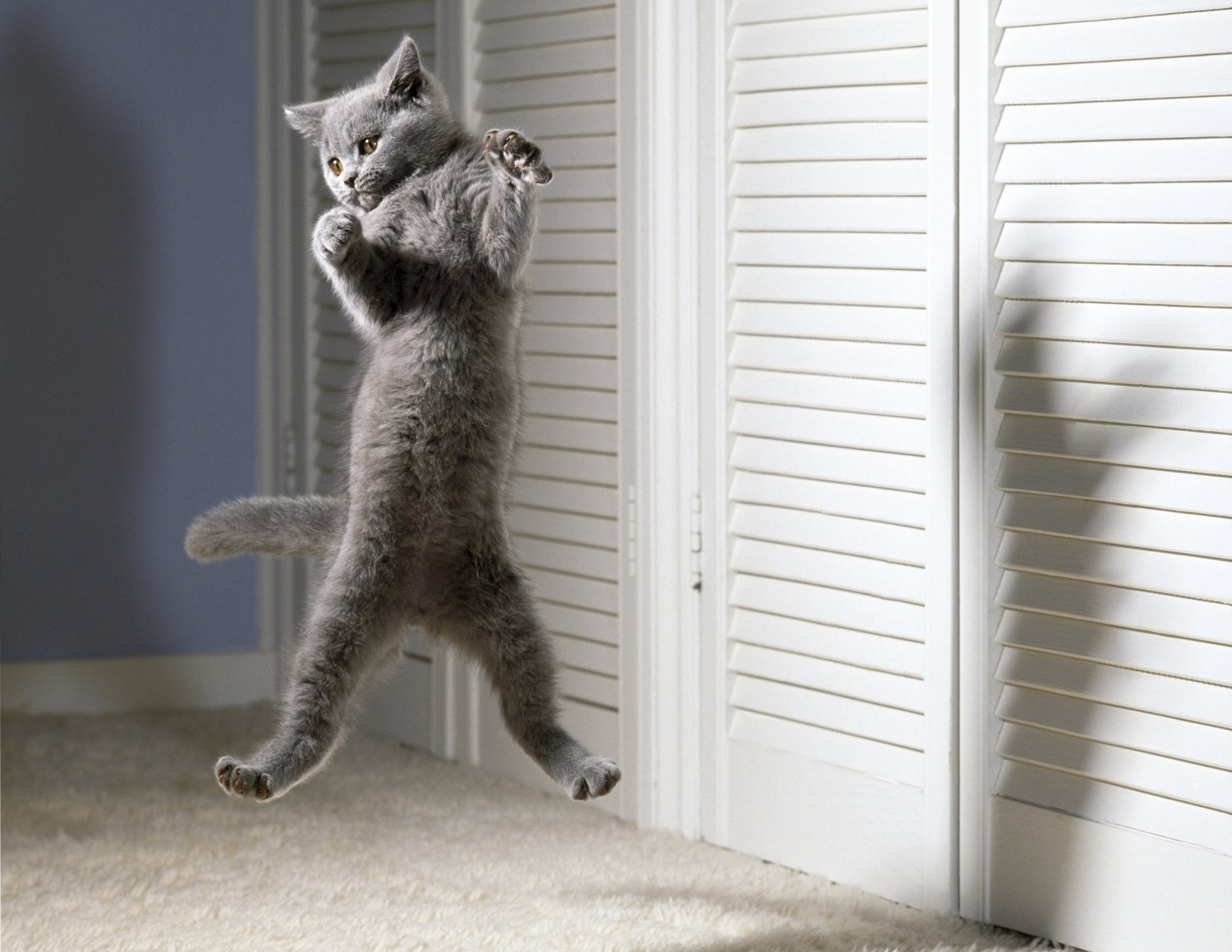 Gray kitten mid-leap with paws raised, against white shuttered doors and soft carpet.