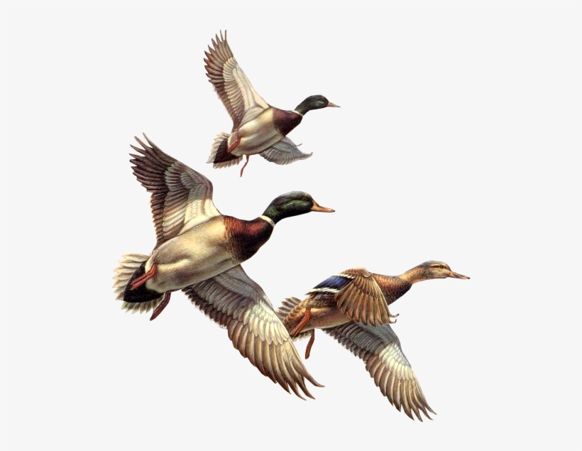 Canada Goose Duck Bird Flock Geese Flying Clip Art Free Clip Art
