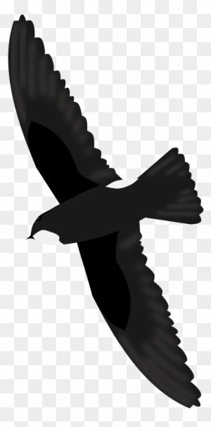 Black Bird in Flight - High-Quality Transparent PNG Image