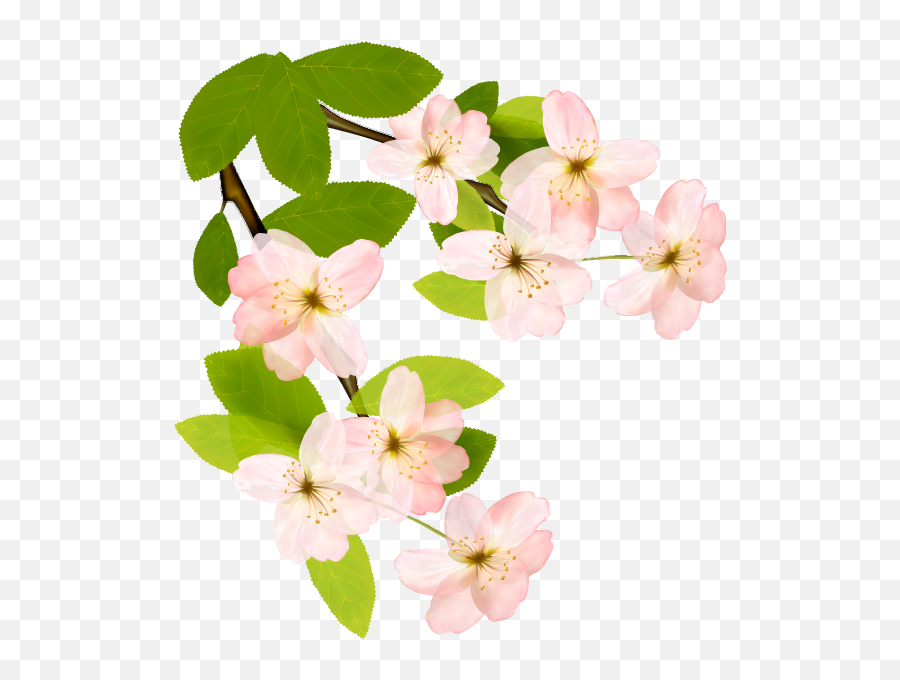 Dogwood clipart png images | PNGEgg - Clip Art Library