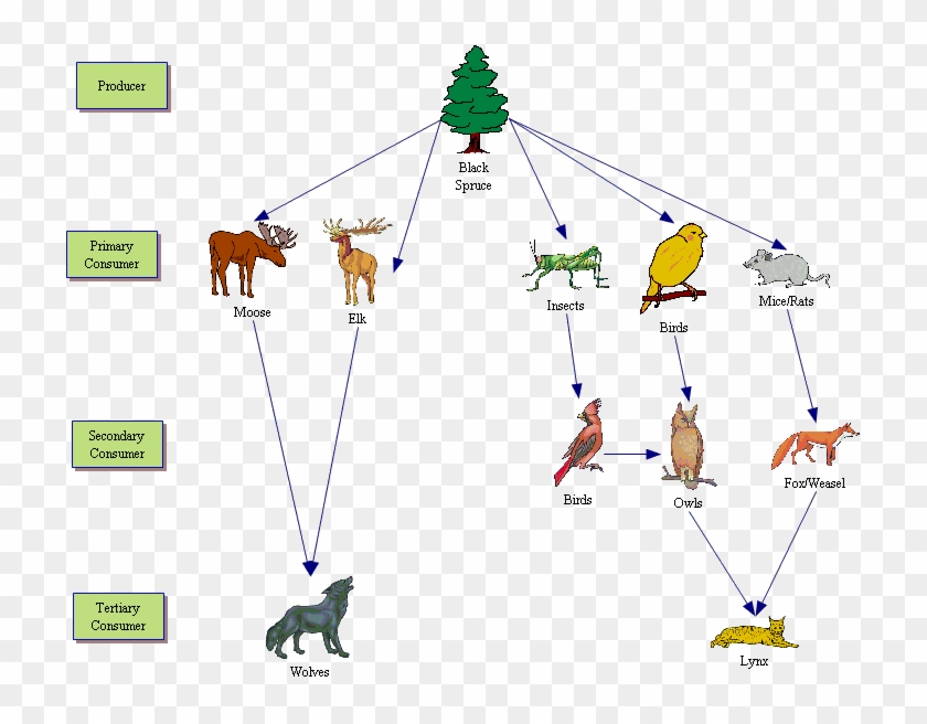 Clip Art Library Biology Diagrams