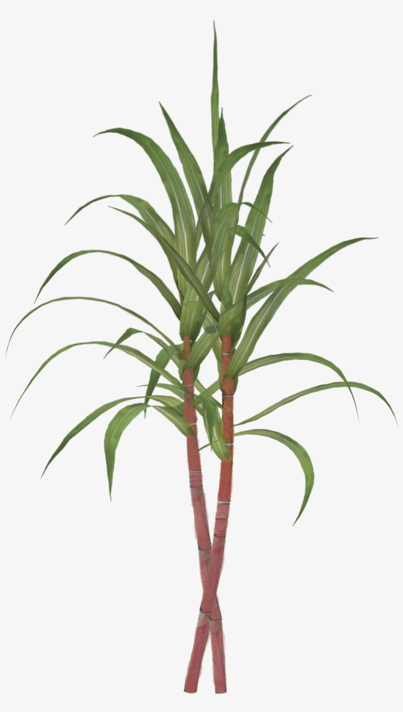 Two stalks of sugarcane with vibrant green leaves and reddish-pink segmented stems against a white background.