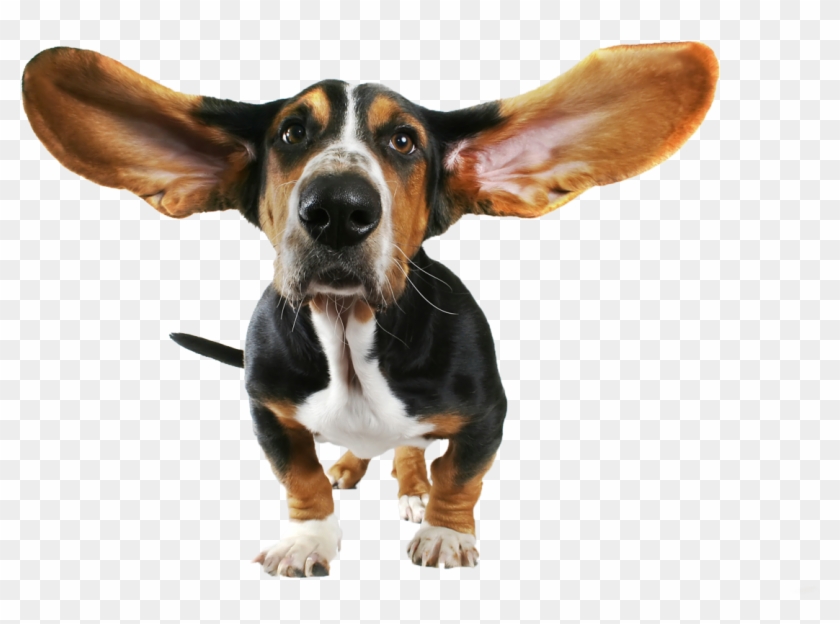 Adorable basset hound puppy with large floppy ears standing alert on transparent background.