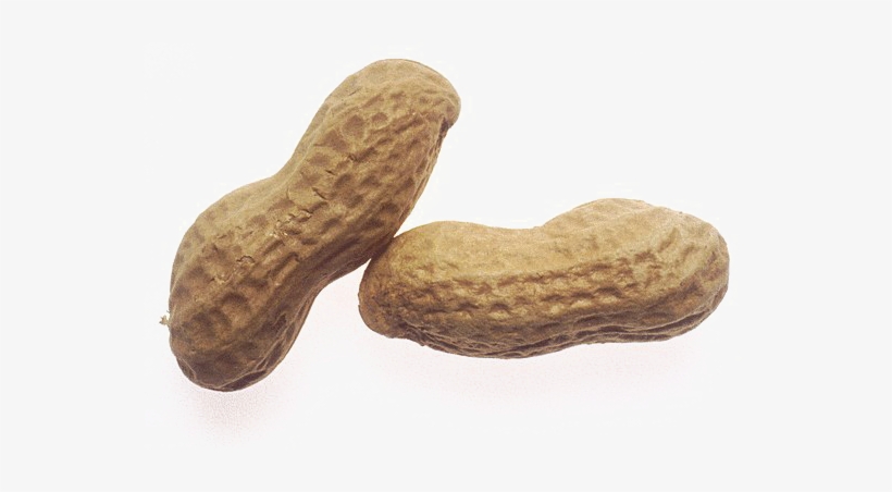 Two whole peanuts in their textured brown shells, resting on a clean white background.