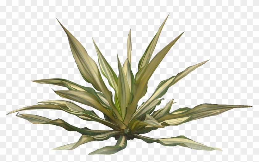 Variegated agave plant with green and cream striped leaves, rosette form, transparent background.