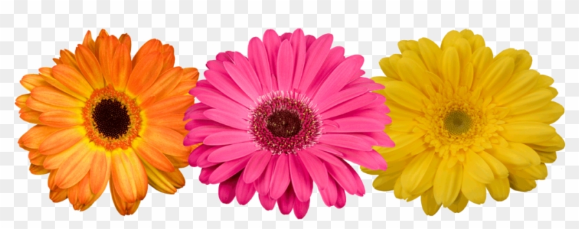 Three vibrant gerbera daisies in orange, pink, and yellow against a transparent background.