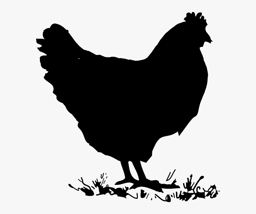 Black silhouette of a standing hen on grass, side profile with comb and tail feathers visible.