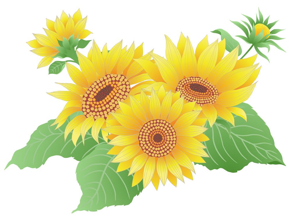 sun flower - Clip Art Library