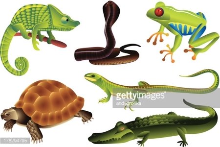 Frees Amphibians - Clip Art Library