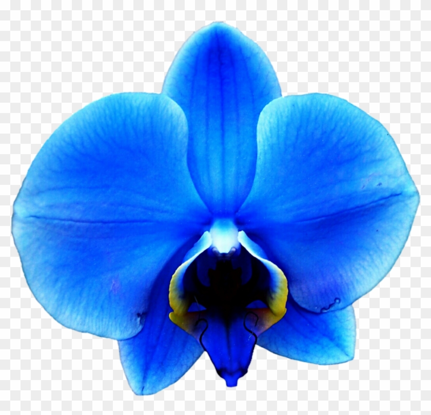Vibrant blue orchid with yellow accents on labellum, isolated on transparent background.
