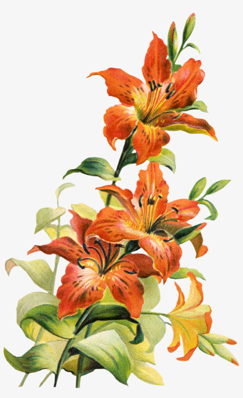 Vibrant orange lilies with speckled petals and green foliage in a classic botanical illustration style.