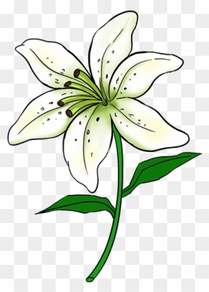 Lily clipart png images | PNGWing - Clip Art Library