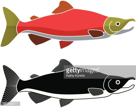 Two stylized salmon illustrations: one vibrant red with green head and tail, the other black-and-white line-art version.