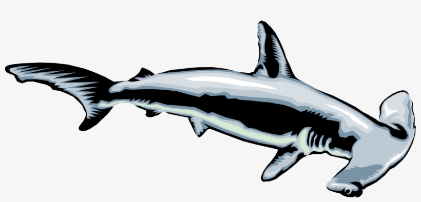 150+ Hammerhead Shark Clipart Illustrations, Royalty-Free Vector - Clip ...