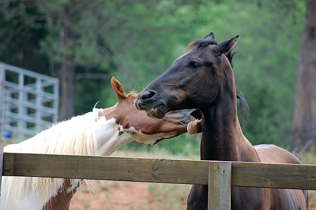 Two horses nuzzling over a wooden fence-white pinto and dark bay-in a lush green pasture.