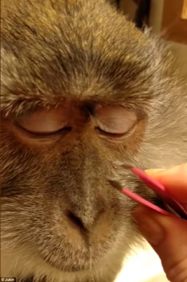 A macaque monkey with eyes closed as a person uses pink tweezers to groom its face.