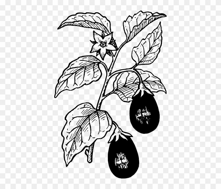 Black-and-white botanical illustration of an eggplant plant with two fruits, leaves, and a flower.