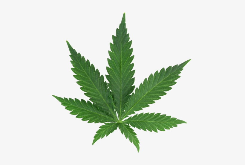 A vibrant green cannabis leaf with seven serrated leaflets, isolated on a white background.