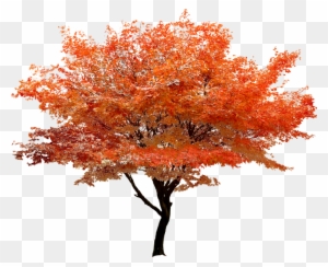 A solitary maple tree with vibrant orange and red autumn foliage against a transparent background.