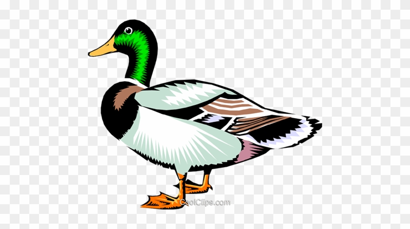 mallards - Clip Art Library