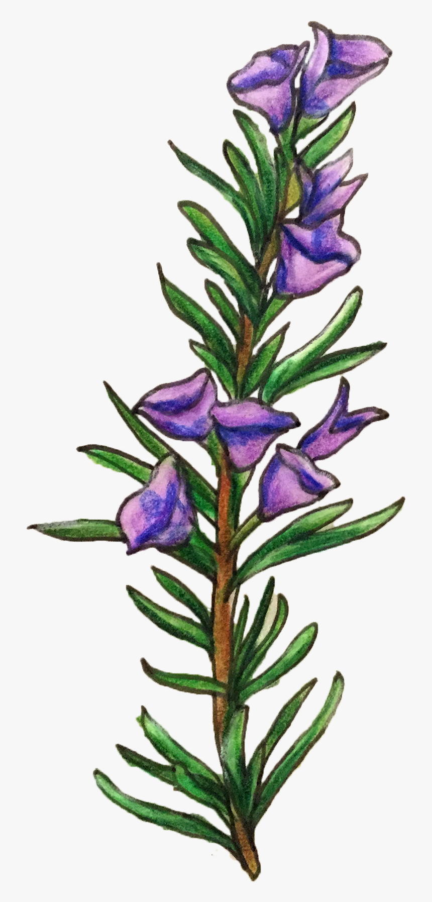 Illustrated purple Aconitum flower with green lanceolate leaves on a brown stem, hand-drawn botanical style.