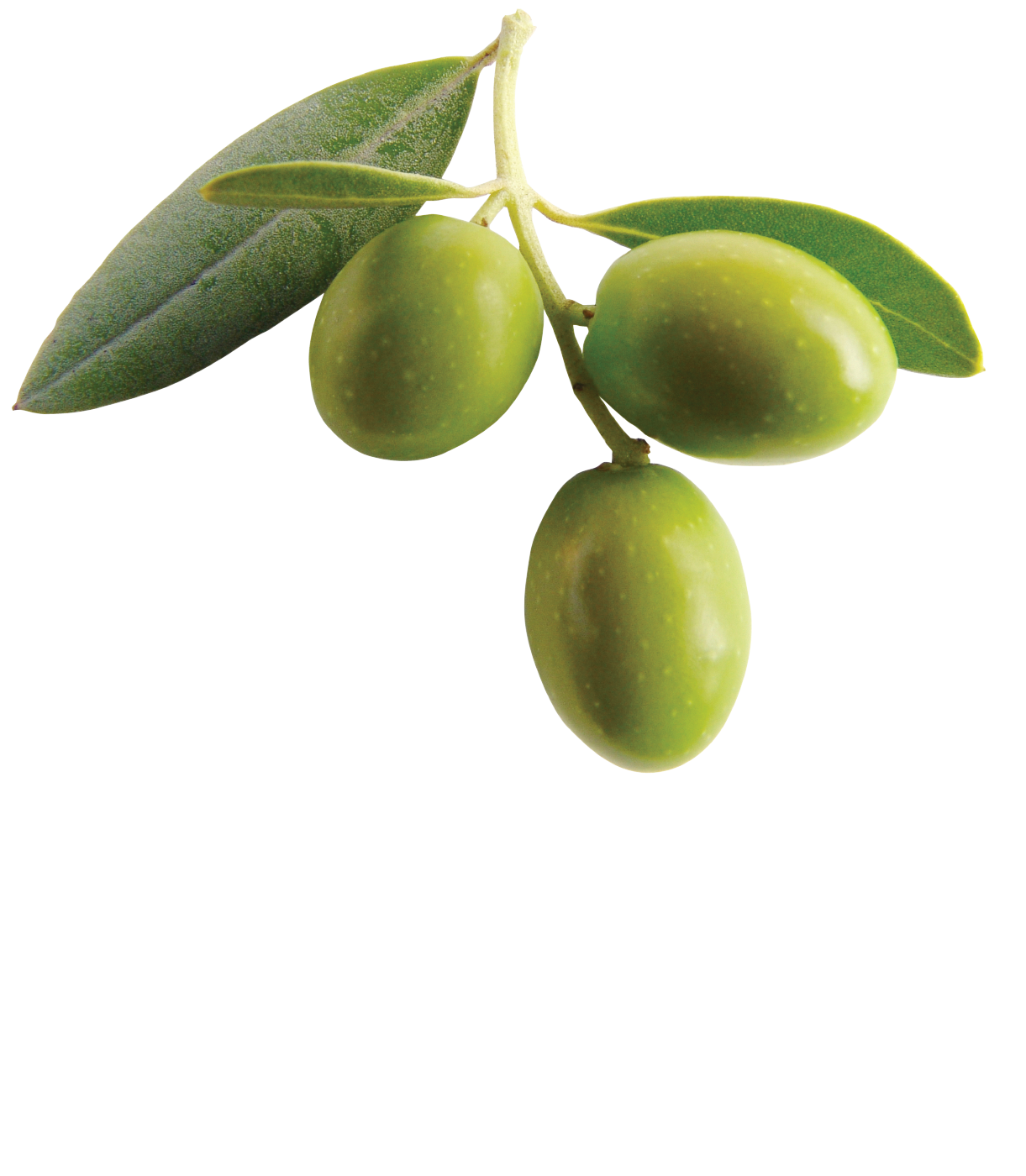 Three fresh green olives on a branch with silvery-green leaves, isolated on white background.