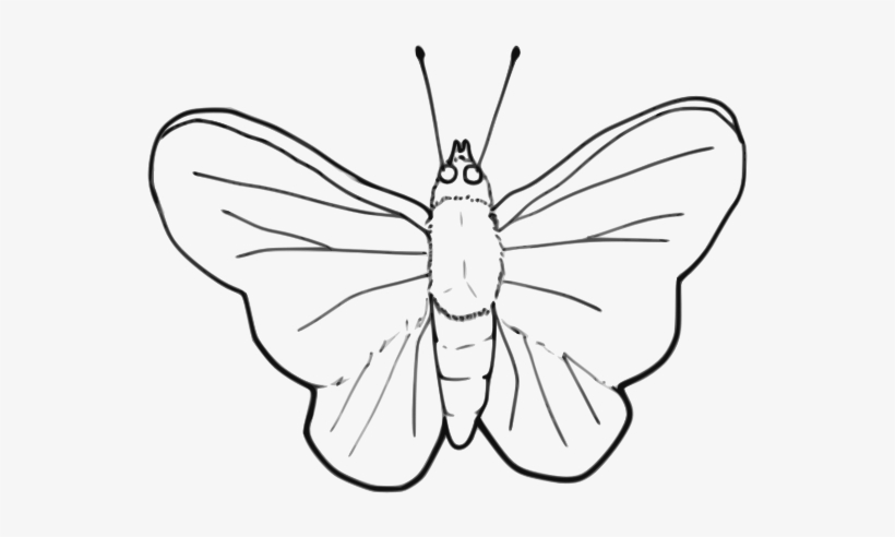 Simple black-and-white line drawing of a butterfly with spread wings, antennae, and visible body segments.