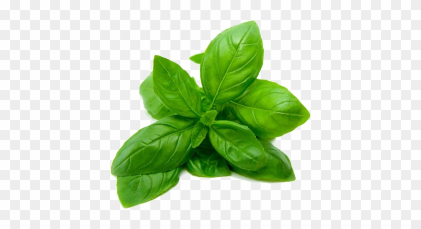 Fresh green basil leaves with vibrant texture and glossy surface on transparent background.