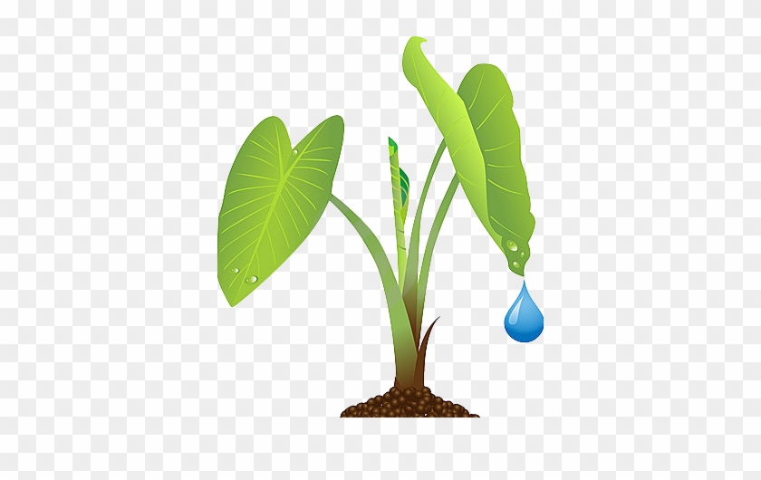 Green leafy plant with water droplet falling from leaf, rooted in soil on transparent background.