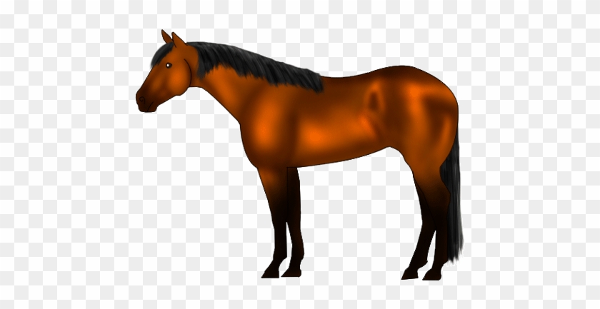 Brown horse with black mane and tail standing in profile on transparent background.
