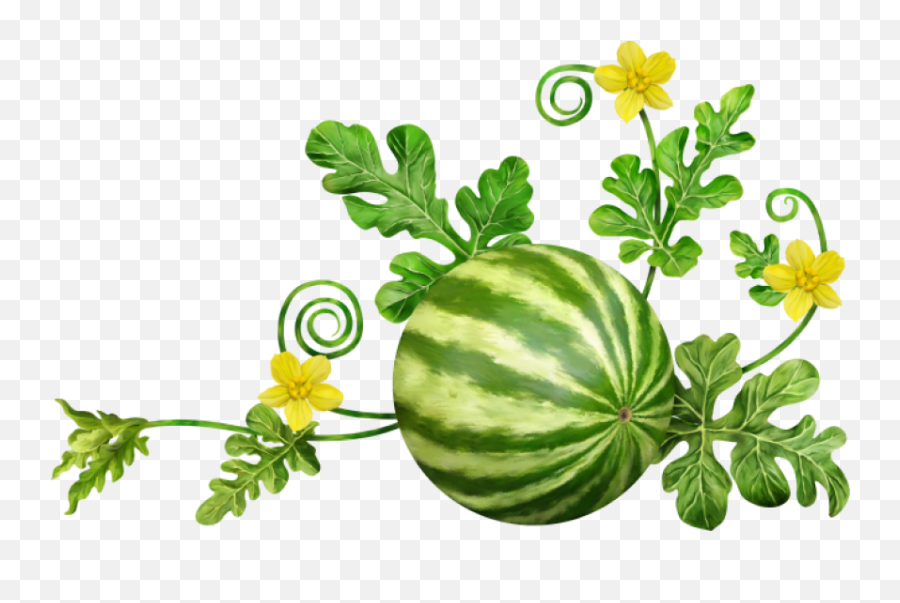 watermelon plant clipart