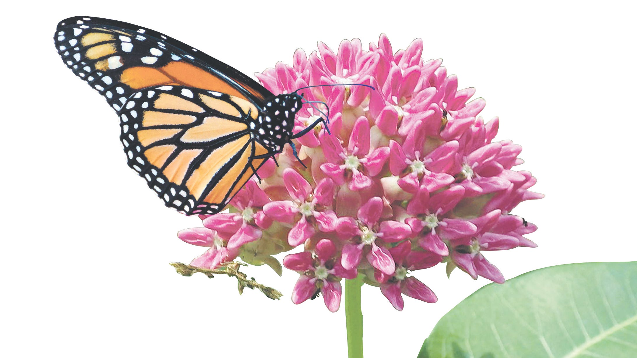 Monarch butterfly with orange, black, and white wings perched on a cluster of pink milkweed flowers.