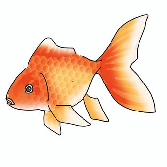 Hand-drawn orange goldfish with detailed scales, flowing fins, and expressive eye on white background.