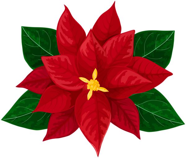 Poinsettia Flower - Symbol of Christmas Joy & Holiday Decor