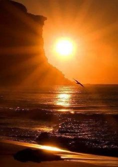 Golden sunset over ocean with cliff silhouette and flying bird, sun rays illuminating waves at shoreline.