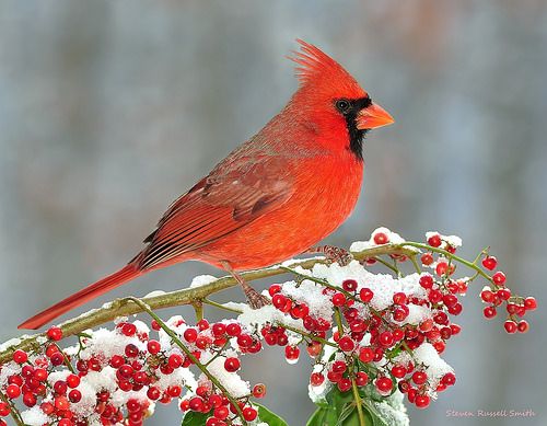 A vibrant male Northern Cardinal perched on a snow-dusted branch of red berries.