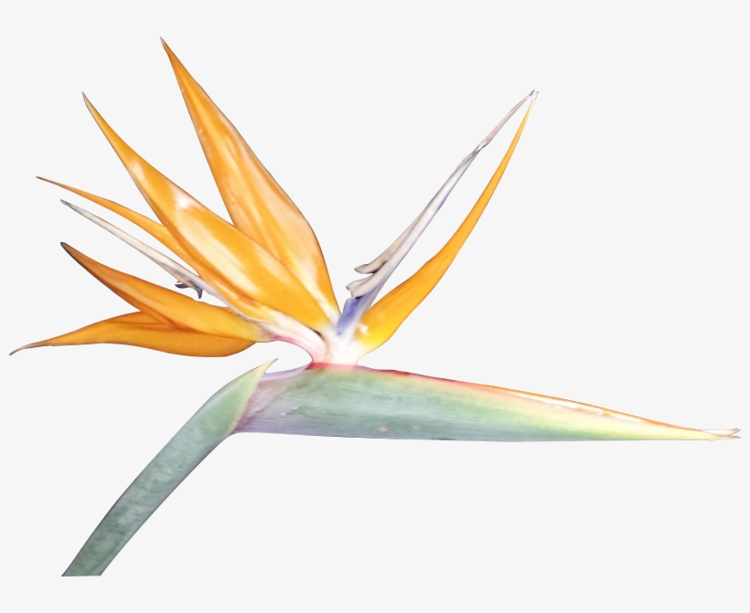 Vibrant orange and blue Bird of Paradise flower with green bract, isolated on white background.