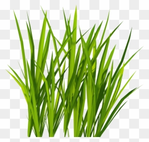 Vibrant green grass blades with natural lighting and transparent background.