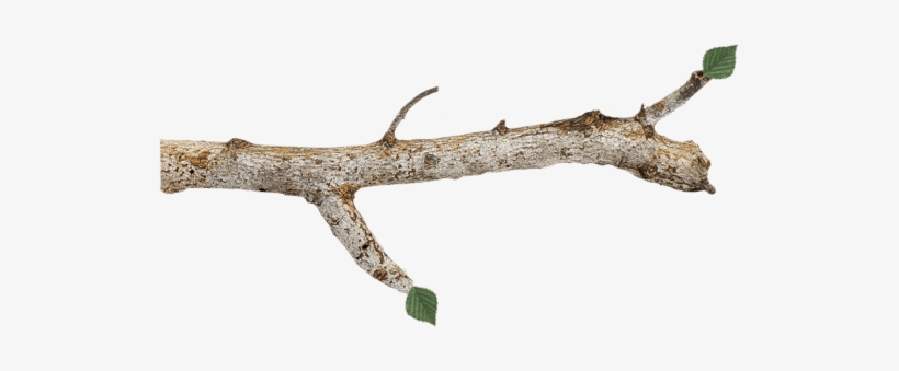A weathered, light-brown tree branch with two small green leaves against a white background.