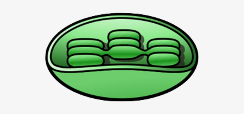 Clip Art Chloroplast Vector Graphics Plants, PNG, 1280x736px - Clip Art ...