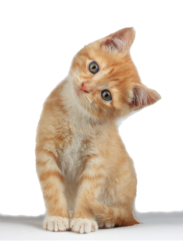 Adorable orange tabby kitten tilting head curiously with bright blue eyes and white paws against white background.