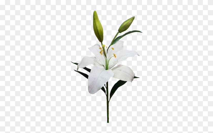 White lily in bloom with two green buds and dark green leaves on transparent background.