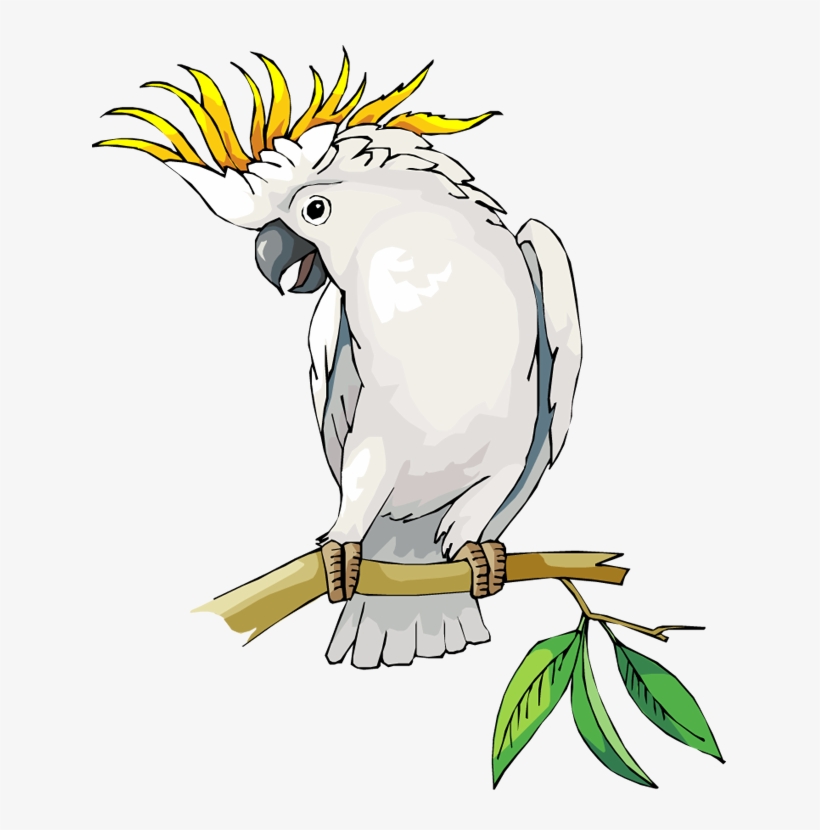 Premium Vector | Cockatoo animal cartoon colored clipart - Clip Art Library