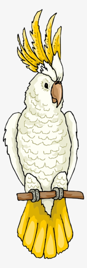 White cockatoo with vibrant yellow crest and tail perched on a wooden branch, wearing silver leg bands.