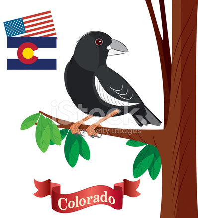 Black bird with white wing patches perched on a branch, alongside Colorado and U.S. flags and a "Colorado" banner.