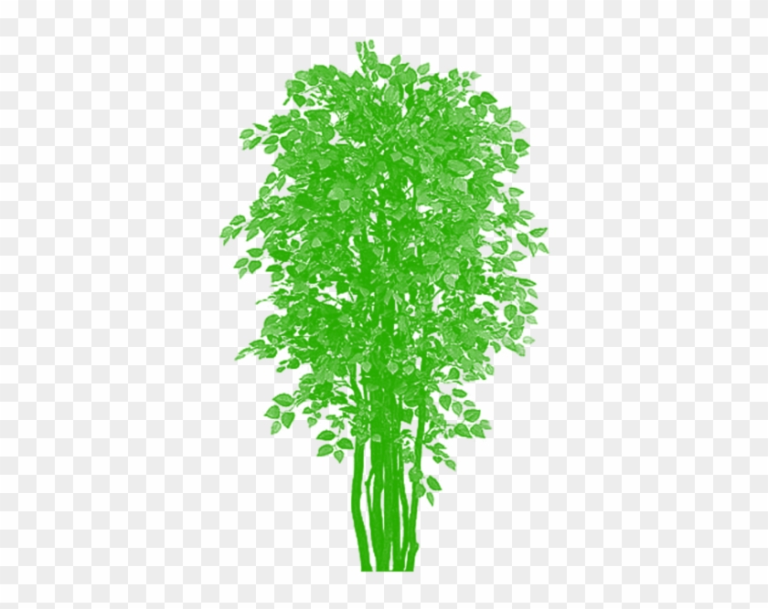 Green Leafy Plant PNG - High-Quality Transparent Image for Design & Web Use