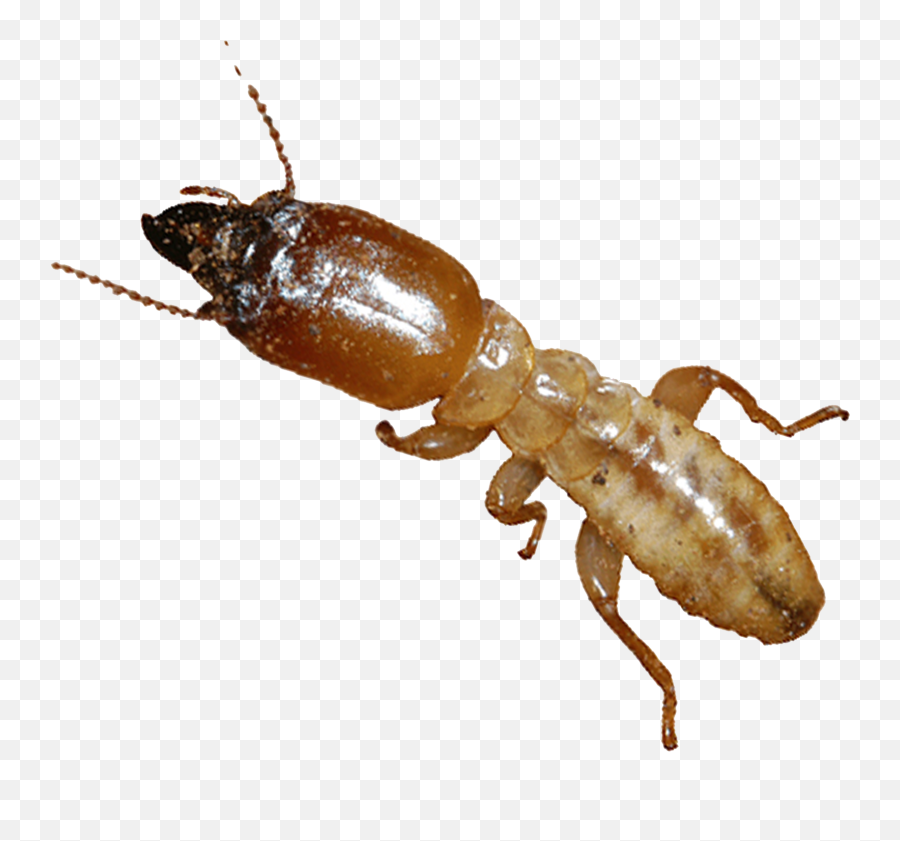 Close-up of a soldier termite with a dark, enlarged head and mandibles, translucent amber body, and six legs on transparent background.