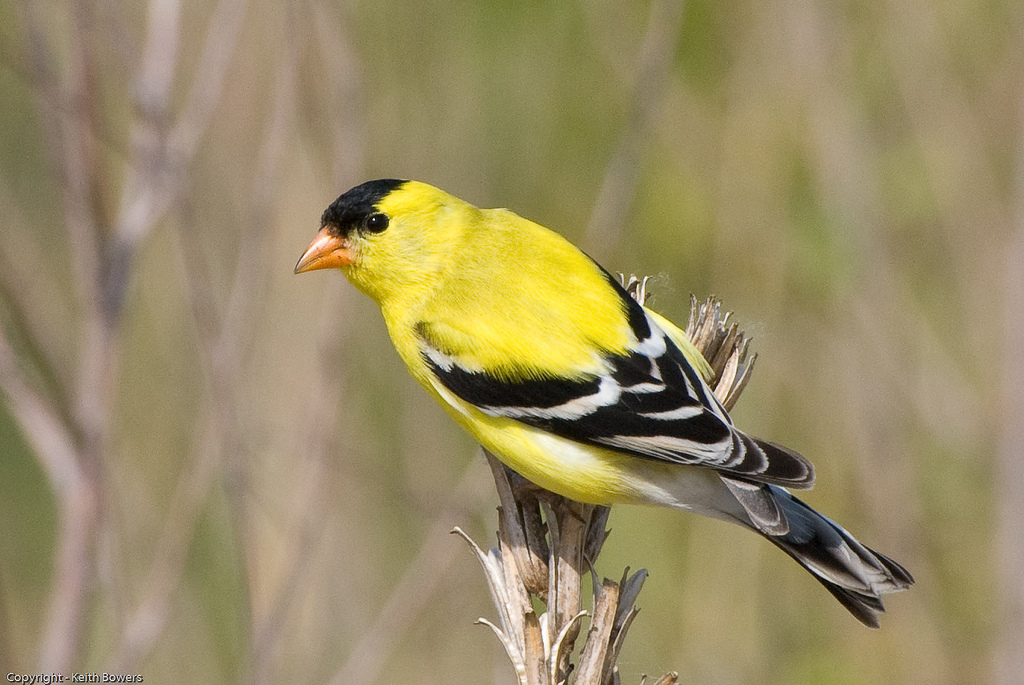 Male American goldfinch perched on dried plant stem, bright yellow plumage with black cap and wing markings.