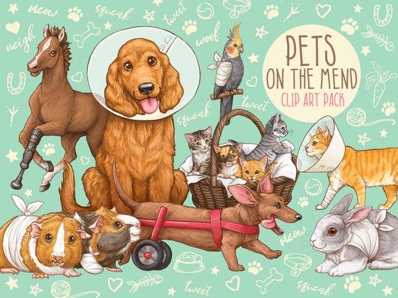 Cute illustrated pets-including dog, cat, horse, rabbit, guinea pig, and bird-some with medical aids like wheelchairs and cones, on mint background.